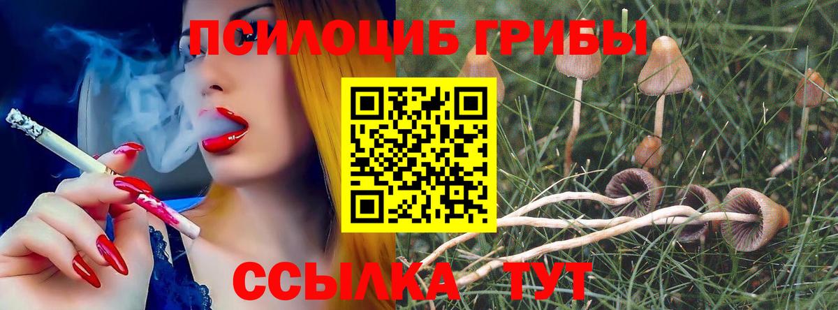 Псилоцибиновые грибы Psilocybe Южно-Сахалинск